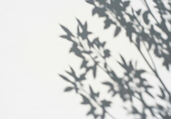 Blurred Foliage Shadows Playfully Cast on a Clean White Background
