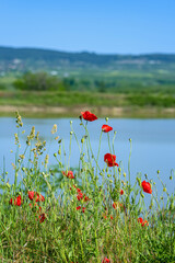 Bright red poppies blooming on green summer meadow near calm lake under clear blue sky. Natural beauty, seasonal calm and peaceful background for visual design