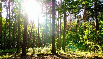 森 林 木 木漏れ日 光 太陽 日差し 緑 新緑 生命 自然 早朝 幻想的 神秘的 癒やし 静寂 散歩 アウトドア 輝き 壮大