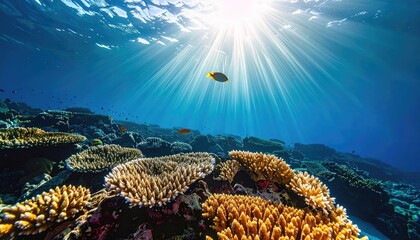 Underwater Coral Reef Scene With Sun Rays Shining Through The Blue Water Illuminating Small Fish Swimming Above The Colorful Corals