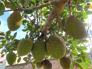 Jackfruit Tree Full of Ripening Fruits