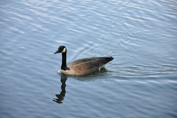 canada goose swimming