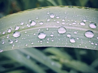 raindrops on grass leaf