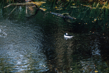 Bufflehead duck on the water