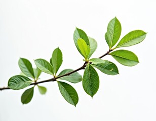 Fototapeta premium Branch with fresh green leaves isolated. Plant twig on white backdrop. Floral composition conveys organic growth. Eco concept displays botany beauty. Summer flora details. Natural pattern, springtime