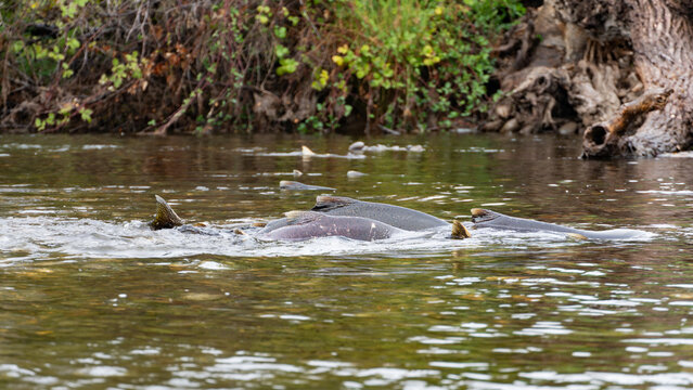 Chinook Salmon Spawning in the American River