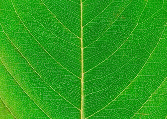 close up on green autumn leaf texture