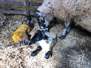 Ewe and twins in a lambing shed on a farm