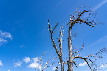 Eucalyptus robusta, commonly known as swamp mahogany or swamp messmate. Mauʻumae Ridge Trail (Puʻu Lanipō), Honoululu, Oahu, Hawaii. Koʻolau Range, shield volcano.