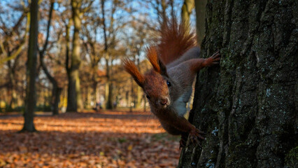 Curious red squirrel on a tree in autumn park, wildlife photography in Poland