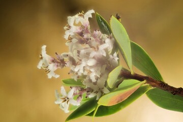 Stem of Coastal Beard-Heath (Leucopogon parviflorus) in flower. Native Australian plant.