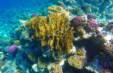 Underwater world with a coral reef and Red Sea fish in Sahl Hasheesh for background