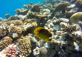 Underwater world with a coral reef and Red Sea fish in Sahl Hasheesh for background