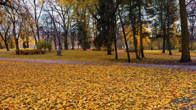Calm pathway through leafy park featuring shallow water patches and muted skyline backdrop
