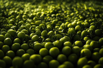 Obraz premium Fresh green peas and olives close up on natural background