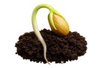Seed germinating in soil beginning new life