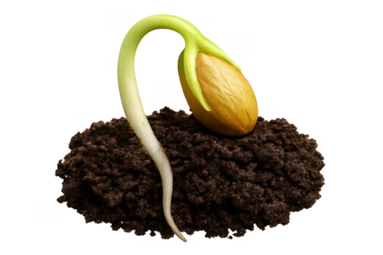 Seed germinating in soil beginning new life