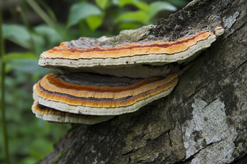 A shelf fungus growing in layers along the trunk of an ancient tree