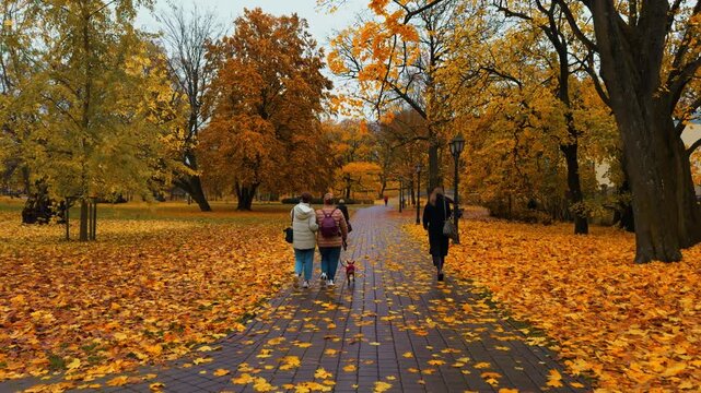 Schoolyard walk amid autumn foliage, Surrounding trees reflected on damp ground during brisk fall