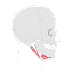 Suprahyoid muscles anatomy diagram, stylohyoid, digastric anterior belly, digastric posterior belly, mylohyoid, geniohyoid, mandible hyoid bone, swallowing, medical reference, head side view