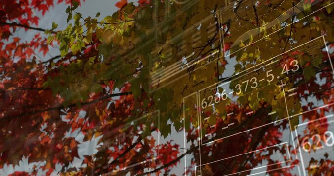 Maple canopy swaying while faint schematics sliding in after data pulse, showing autumn metrics