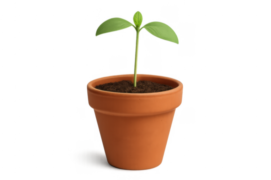 Seedling growing in terracotta pot, new life concept