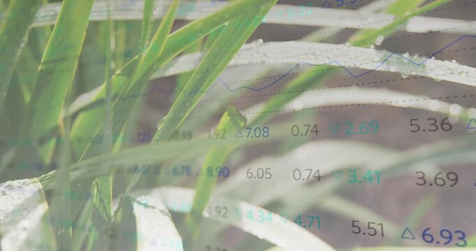 Narrow leaf clump shifting from breeze and camera pull, data overlay scrolling showing dew beads