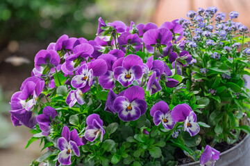 Hornveilchen (Viola cornuta) und Vergissmeinnicht (Myosotis)
