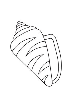 Outline of a conch, cone, volute seashell PNG. Beach summer coastal ocean nature travel aesthetic element for branding, illustration, stickers, decor, design projects. High-res isolated
