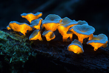 Bioluminescent fungi and lichen glowing together in the dark