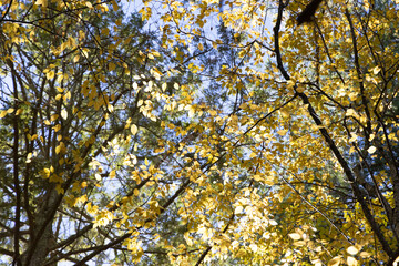 Golden Autumn Leaves Shine In The Sun