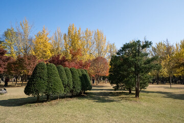 Wonderful autumn colors of the trees in a park ion Nami Island