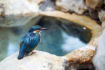 A rare exotic bird perched on a mineral-rich hot spring terrace
