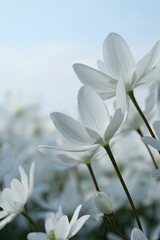 Obraz premium Close Up Of White Flowers In Soft Light