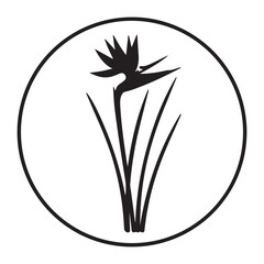 Bird of paradise flower strelitzia juncea tropical exotic plant vector illustration isolated on white background