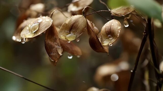 Closeup of moistureactivated seed pods releasing seeds as water triggers natural decomposition in an ecofriendly environment