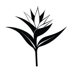 Bird of paradise flower strelitzia nicolai tropical exotic plant vector illustration on white background