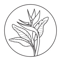 Tropical bird of paradise flower Strelitzia reginae vector illustration with vibrant petals and green leaves