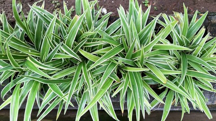 Healthy Spider Plant with Variegated Leaves: Bushy Green Indoor Plant (Chlorophytum comosum) with White Margins, Bringing Nature Indoors as an Air Purifier