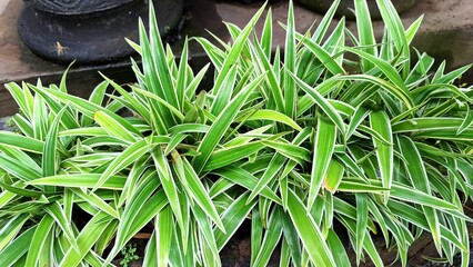 Healthy and Vibrant Spider Plant (Chlorophytum comosum): Close-Up of Lush Green Leaves with White Edges, an Easy-to-Care Indoor Plant for Natural Home Gardening
