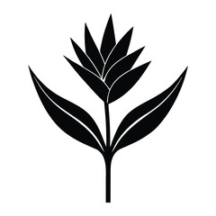Vector botanical illustration of bird of paradise flower Strelitzia reginae exotic tropical floral element
