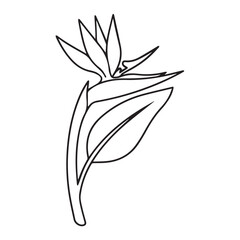 Bird of paradise flower Strelitzia reginae tropical exotic plant vector illustration with colorful petals and green leaves isolated on white background