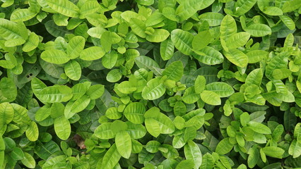 Green Leafy Hedge