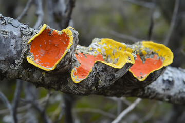 Bright orange and yellow lichen contrasting against smooth gray bark