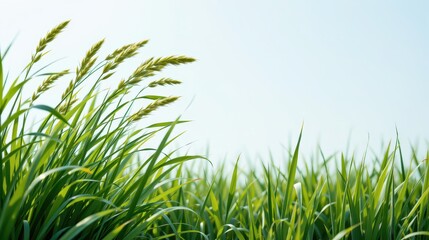 Fototapeta premium Green Grass Field Under Blue Sky - Springtime Meadow Landscape