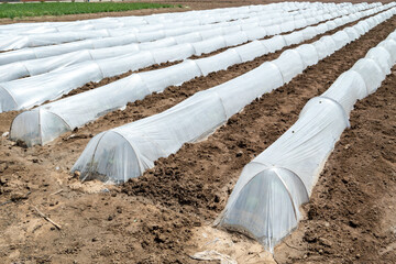 Fototapeta premium Rows of farmland covered with white plastic sheeting, possibly for crop protection or early planting