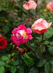 Scarlet and white roses in the garden.Valentine romance holiday.Vertical