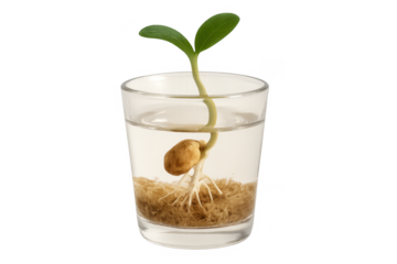 Plant seed sprouting in glass of water