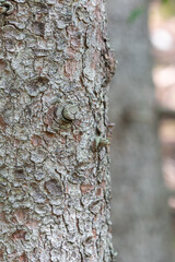 exterior bark layer off tree, protecting the cambium and retaining moisture