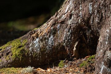 dried white sap has dripped onto trees foundational roots as they enter the ground.